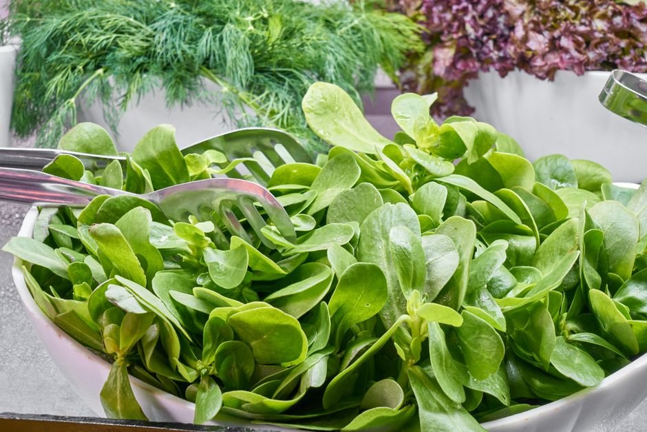 Feuilles de salade verte fraîche