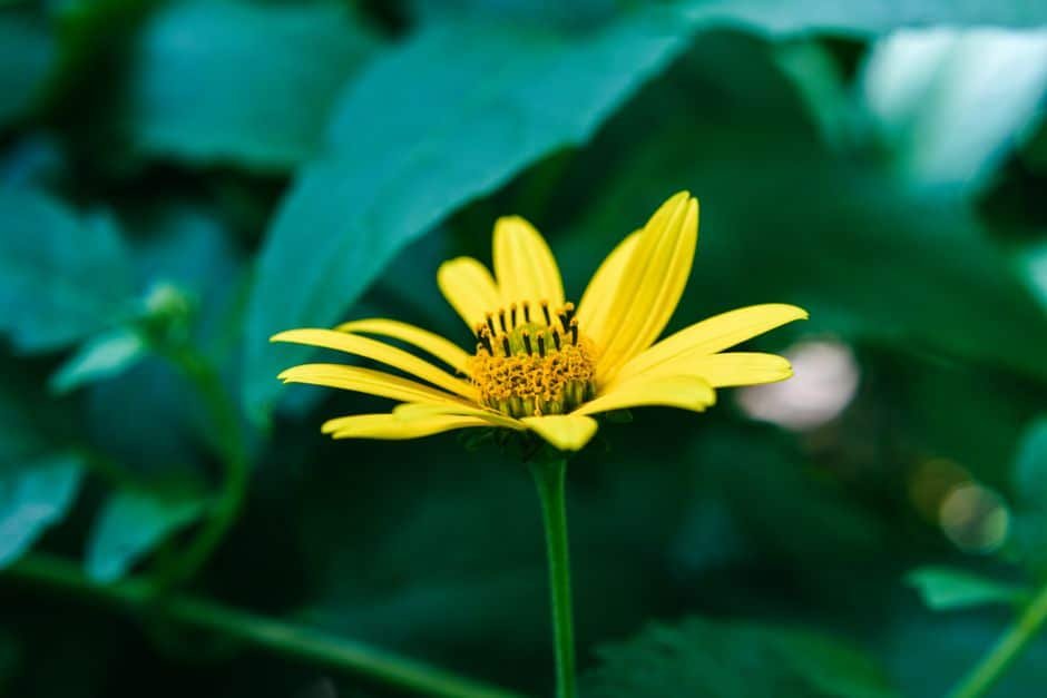 Fleur de topinambour en gros plan