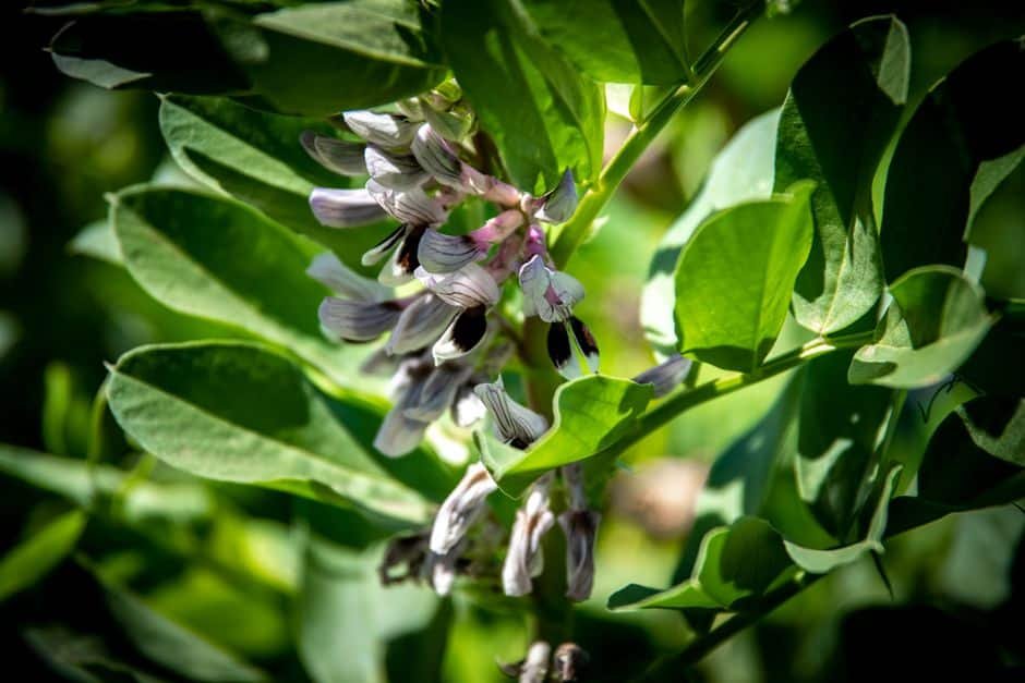 Fleurs blanches tachetées de noir d'un plant de fève en culture