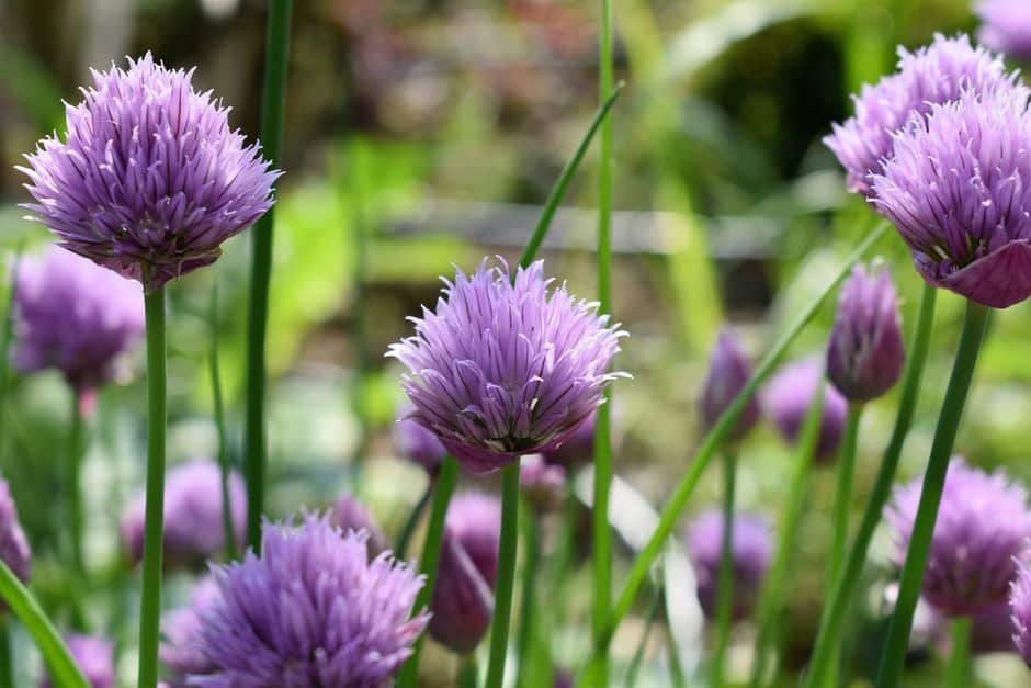 Fleurs mauves de ciboulette