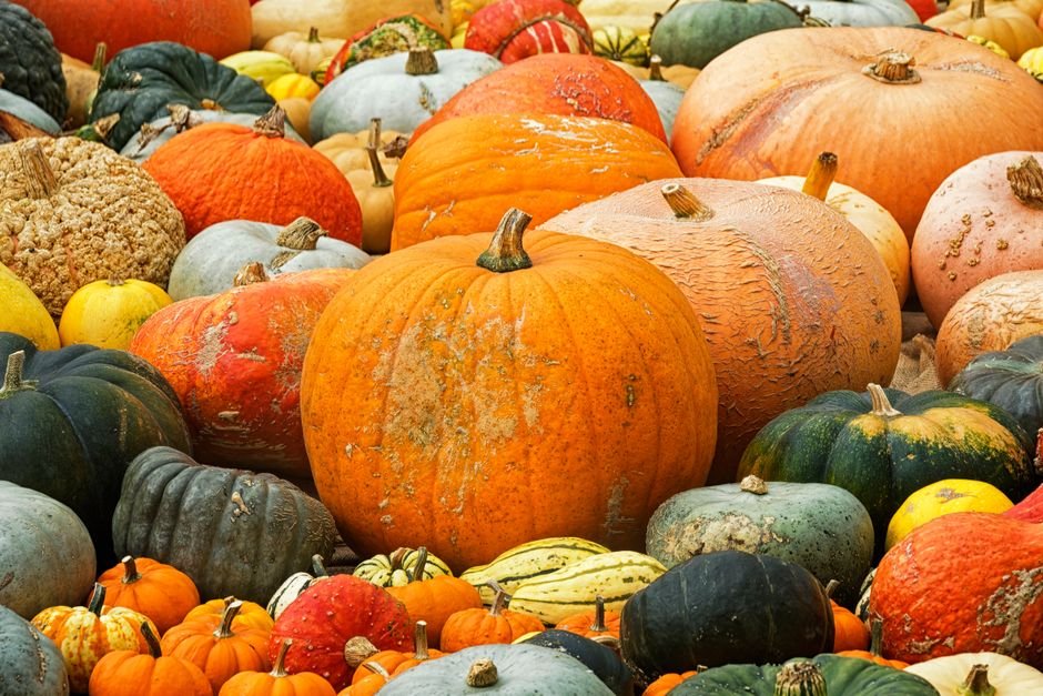 Grande variété de courges et potirons colorés