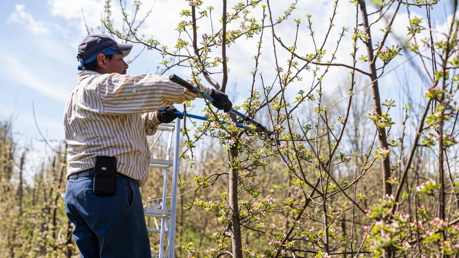 Jardinier taillant les branches d’un arbre fruitier au sécateur de force au printemps