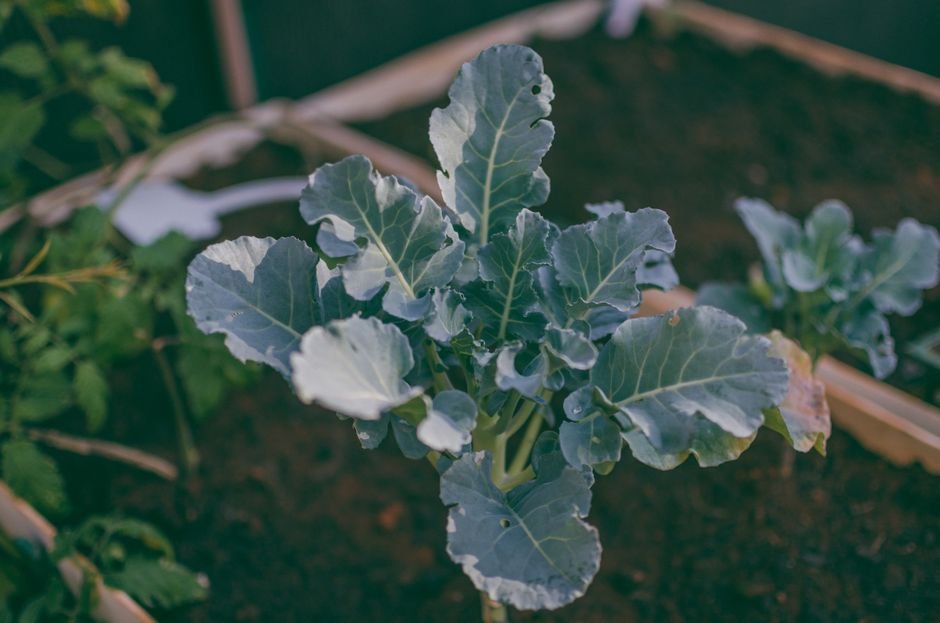 Jeune plant de brocoli dans un carré potager