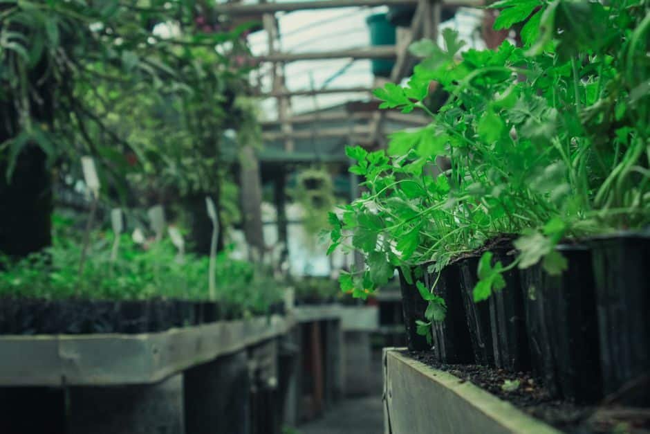 Jeunes plants de persil cultivés en pots