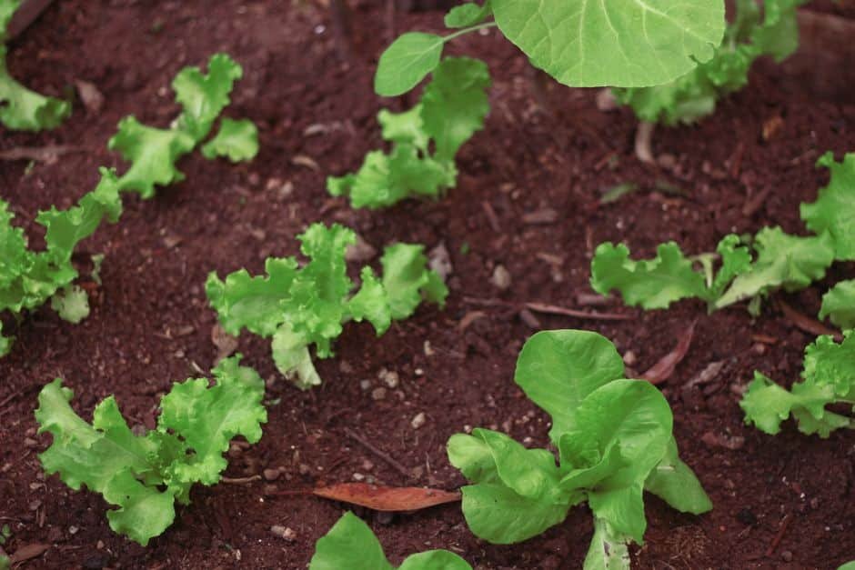 Jeunes plants de salade poussant en pleine terre au potager