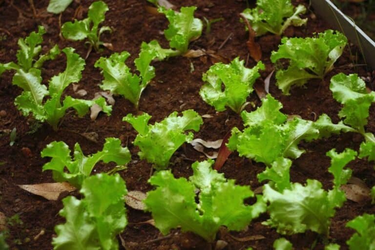 Jeunes pousses de salade verte dans un carré potager