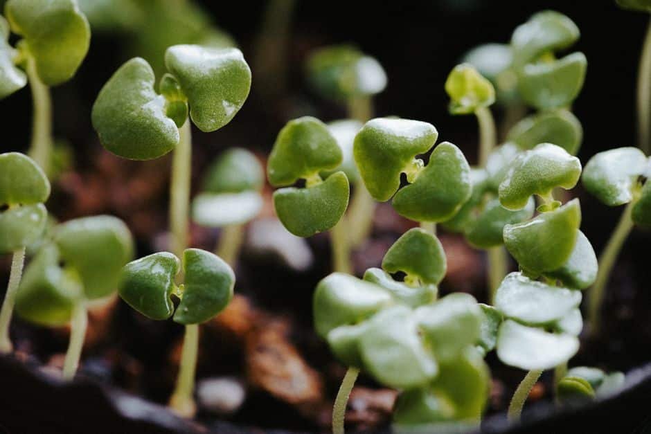 Jeunes pousses vertes en germination