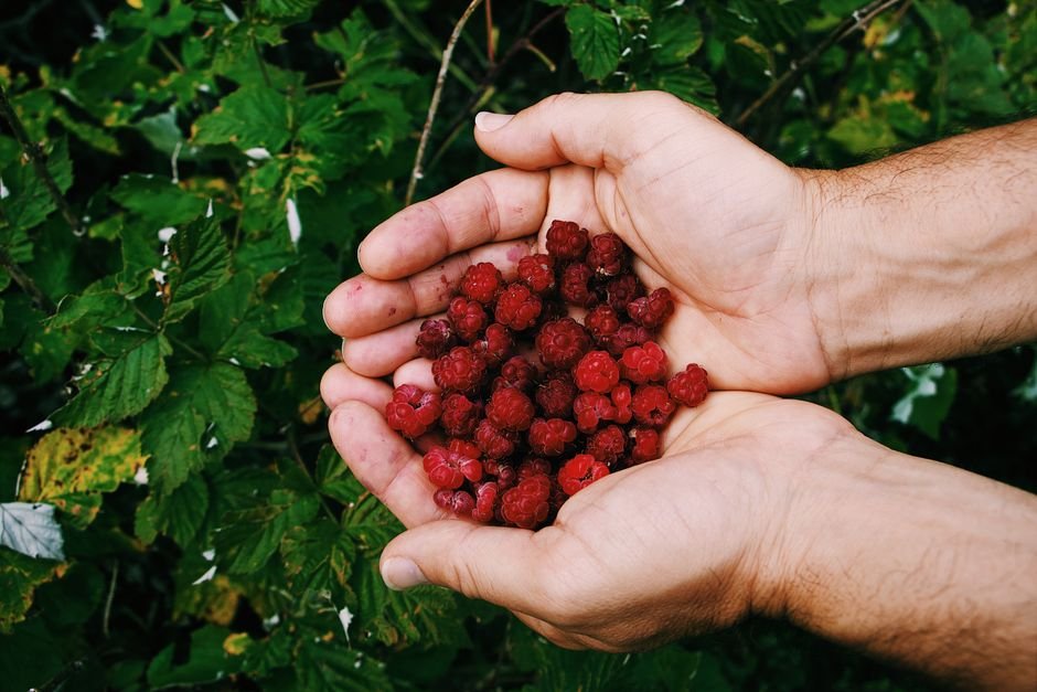 Mains tenant une récolte de framboises devant un framboisier