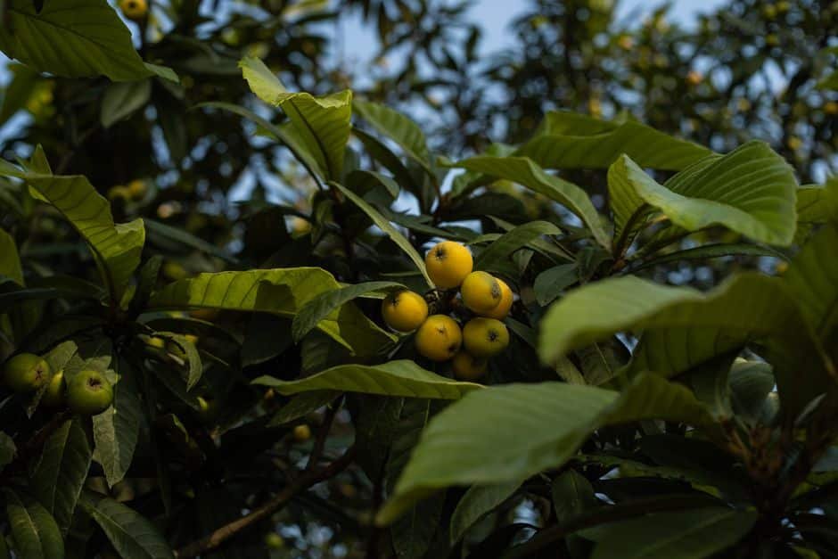 Néflier du Japon chargé de fruits jaunes et de feuilles larges et vernissées