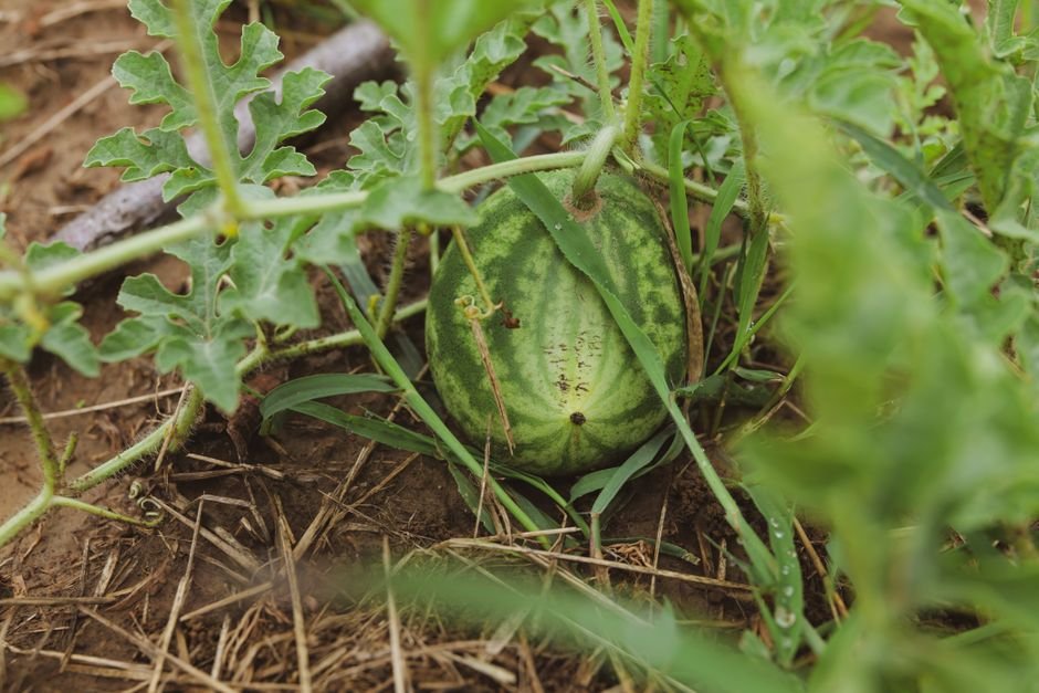 Pastèque verte poussant en pleine terre