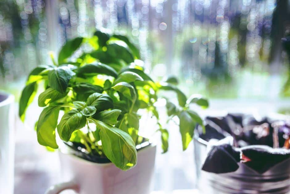 Plant de basilic cultivé en pot au soleil
