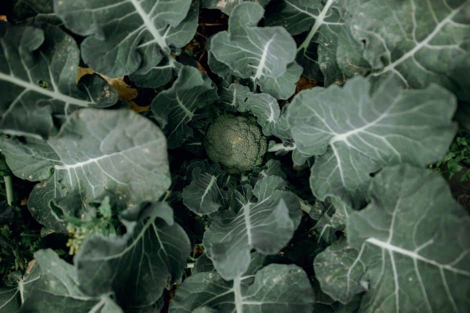 Plant de brocoli avec sa tête centrale en formation au potager