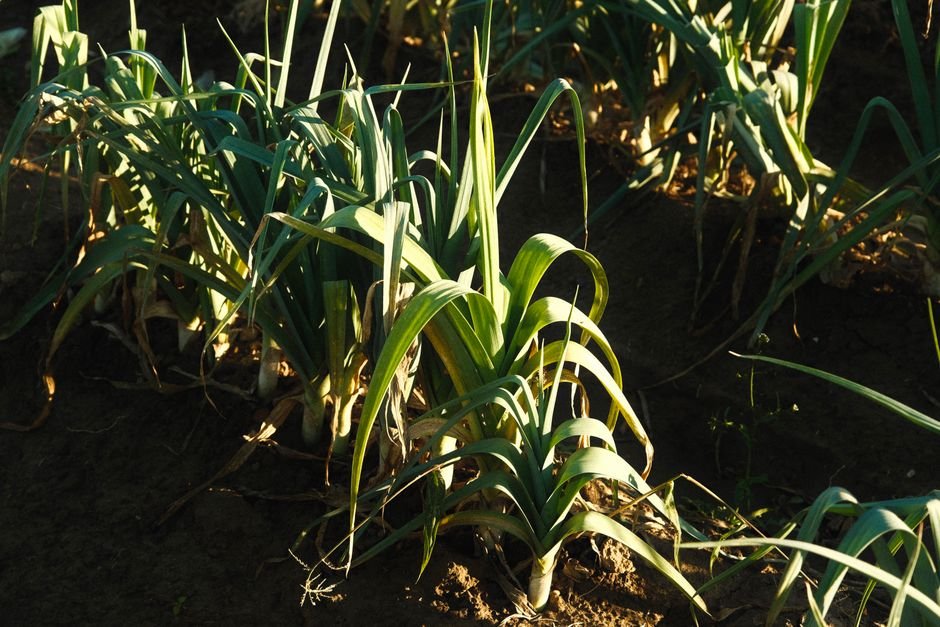 Plants de poireaux poussant en pleine terre au soleil couchant