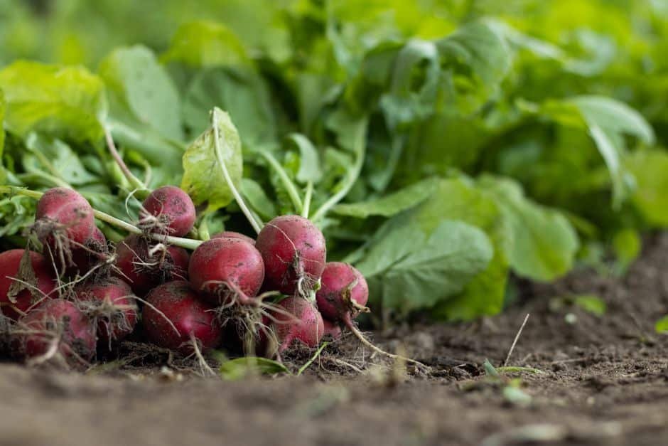 Radis fraîchement récoltés posés sur la terre du potager