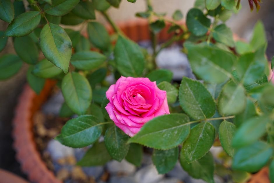 Rose rose épanouie au jardin