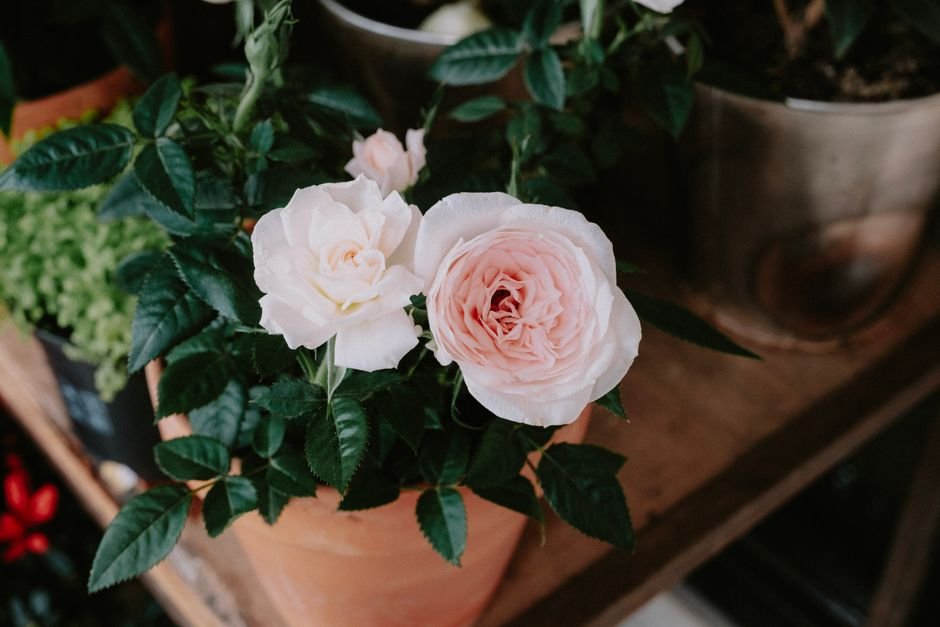 Rosier rose et blanc en pot de terre cuite